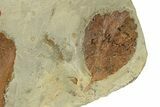 Plate with Five Fossil Leaves (Three Species) - Montana #271013-4